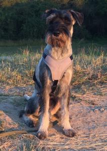 Rango - Mittelschnauzer