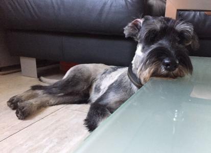 Rango - Mittelschnauzer