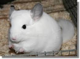 Verkauft! Zwei Chinchilla Böckchen suchen eine neues Zuhause