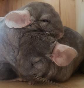 Chinchillas suchen neues Zuhause