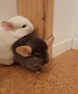 Drei Chinchilla Jungs abzugeben