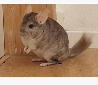 Drei Chinchilla Jungs abzugeben