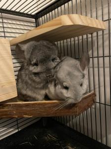 Chinchilla Weibchen Chinchilla Jungtiere