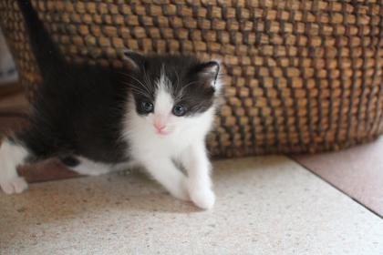 Frühestens in 1 Monat - 2 kleine Katzen suchen neues Zuhause