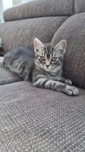 BKH Silver Tabby Mix Kitten