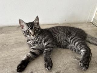 BKH Silver Tabby Mix Kitten