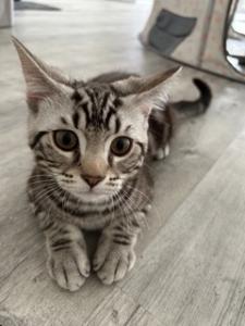 BKH Silver Tabby Mix Kitten