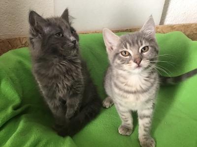 Kitten, Katzchen, Katze baby - silber