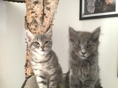 Kitten, Katzchen, Katze baby - silber