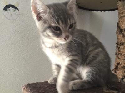 Kitten, Katzchen, Katze baby - silber