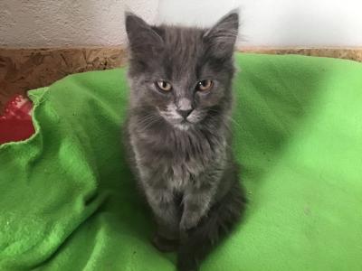 Kitten, Katzchen, Katze baby - silber