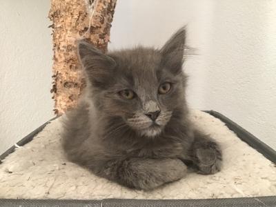 Kitten, Katzchen, Katze baby - silber