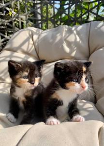 **Zu verkaufen: Wunderschöne dreifarbige Katze sucht liebevolles Zuhause!**