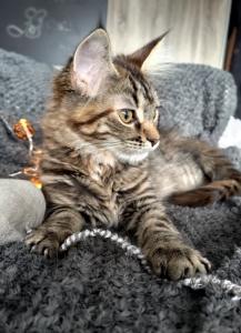 Maine Coon Kitten