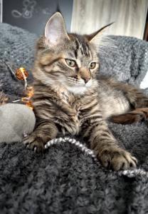 Maine Coon Kitten