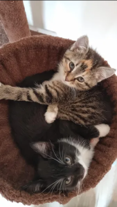 Mischlingskatzen in liebevolle Hände abzugeben