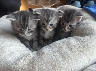 Aufgeweckte Maine Coon Kitten