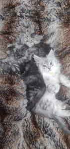 12 Wochen alte reinrassige Maine Coon Kitten