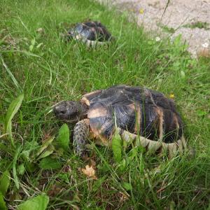 2 Schildkröten zu verkaufen 4 Jahre alt