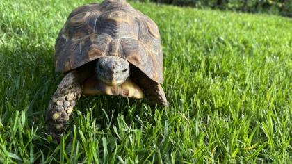 Afrikanische Glattrand Gelenkschildkröte Kinixys belliana (2x männlich, 8Jahre)