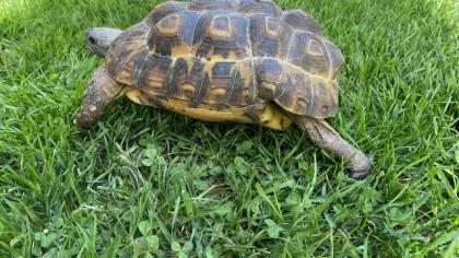 Afrikanische Glattrand Gelenkschildkröte Kinixys belliana (2x männlich, 8Jahre)