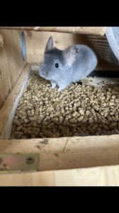 Chinchilla Dreiergruppe liebevolles Zuhause