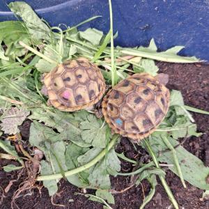 Griechische Landschildkröten