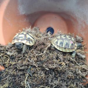 Griechische Landschildkröten