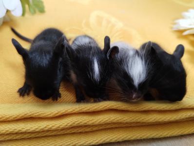 Kunterbunte Degu Kids( Schwarz-,Creme,Blue-non-Schecke) suchen demnächst ein zu Hause