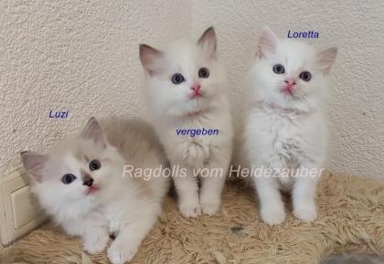 Ragdoll Babys mit Stammbaum