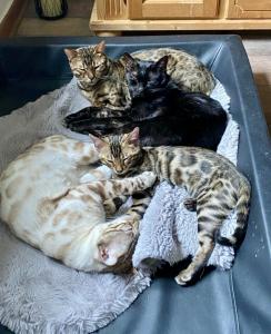 Reinrassige liebevolle Bengal Kitten mit Stammbaum