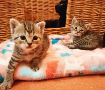 Tigerkätzchen - Tabby Kitten - Kätzchen getigert
