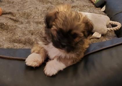 Shih Tzu