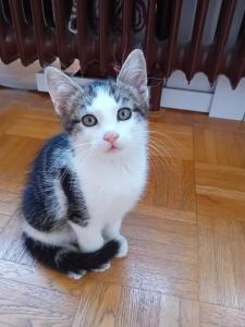 1 Babykatze Kitten Kätzchen EKH / Heilige Birma Mix
