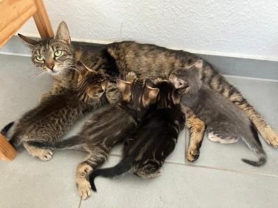 4 Kätzchen suchen ein zuhause