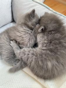 Zwei süße Kätzchen suchen ein liebevolles Zuhause!