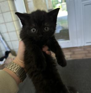 BKH Kitten abzugeben!!