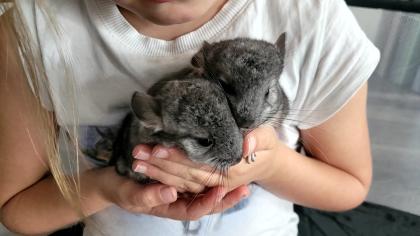 Chinchilla Baby Jungtier grau