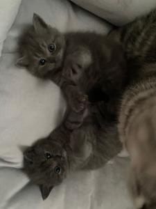 Zwei süße Kätzchen suchen ein liebevolles Zuhause!