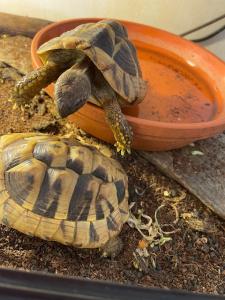 Griechische Landschildkröten