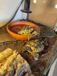 Griechische Landschildkröten