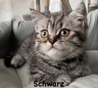 Reinrassige BKH Kitten Kater mit Stammbaum. Geimpft, entwurmt, stubenrein