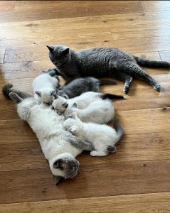 BKH Kitten Katzenbabys Kätzchen Kater abgabebereit