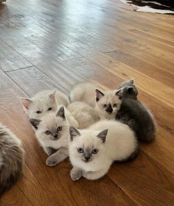 BKH Kitten Katzenbabys Kätzchen Kater abgabebereit