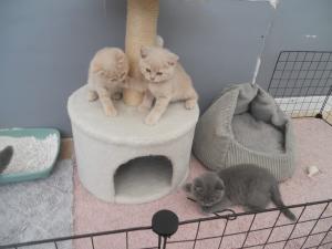 BKH kitten suchen ein neues Zuhause(smilingkittys.org)