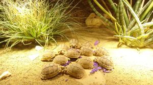 Testudo Kleinmanni / Ägyptische Landschildkröten Nachzuchten