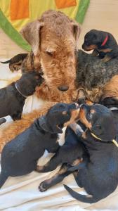 Airedale Terrier Welpen mit VDH/ KfT Papieren von seriösem Züchter