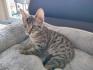 Bengal Kater sucht neues Zuhause