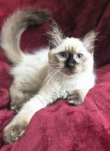 Reinrassige Ragdollkitten