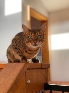 2 Bengal Katzen abzugeben